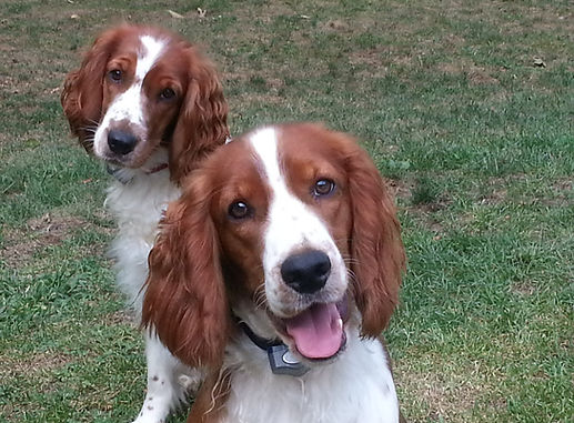 Canine Athletic Club, Inc. photo