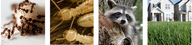 Arrow Exterminators, Inc. photo