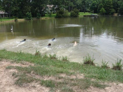 Canine Country Club photo