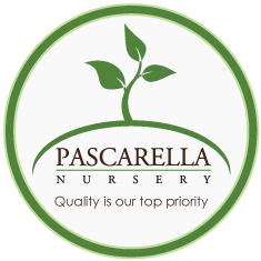 Pascarella Nursery logo