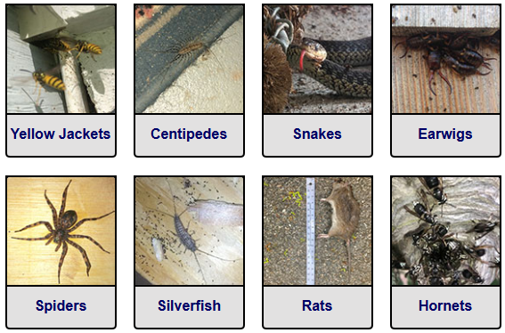 Cobra Pest Control photo