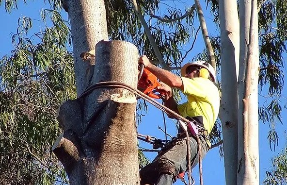 Precision Tree photo